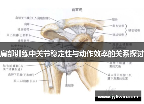 肩部训练中关节稳定性与动作效率的关系探讨